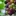 fruit 868409