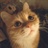 不想醒的猫 1164448