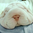 狗狗猪 948462