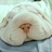 狗狗猪 948462