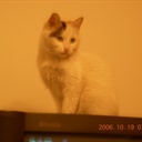 猫猫人儿 686481