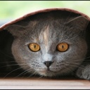 rubycat 1014483