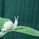 眼角的蜗牛 1158494