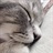 邻家的猫 1698521