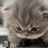 猫的毛 2310522