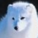 白狐狸 1808569