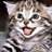 猫猫