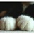 miao 708628