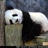honeywendy 1272650