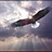 KKmh 1370715