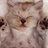 小懒猫 916747