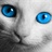 爱看电影的猫 1326749