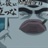 卷卷子大人 1468757