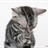 夏目瓜の猫 1476773
