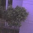 元元 1426803