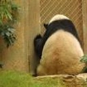 panda 848861