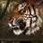tiger 900960