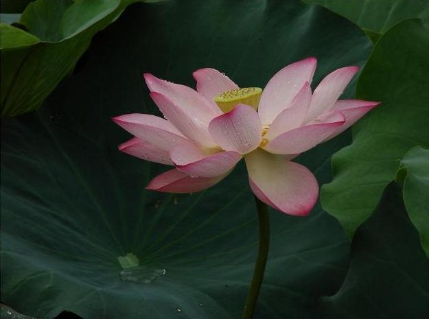 清花 929154