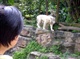 白老虎