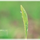 jade 819274