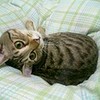 野猫的一滴泪 967393