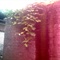 PIC00027