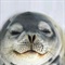 u=381621640,207762505&fm=0&gp=10