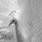 White_Peacock_by_Surfernetdude2