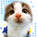 奥兰猪 1003806