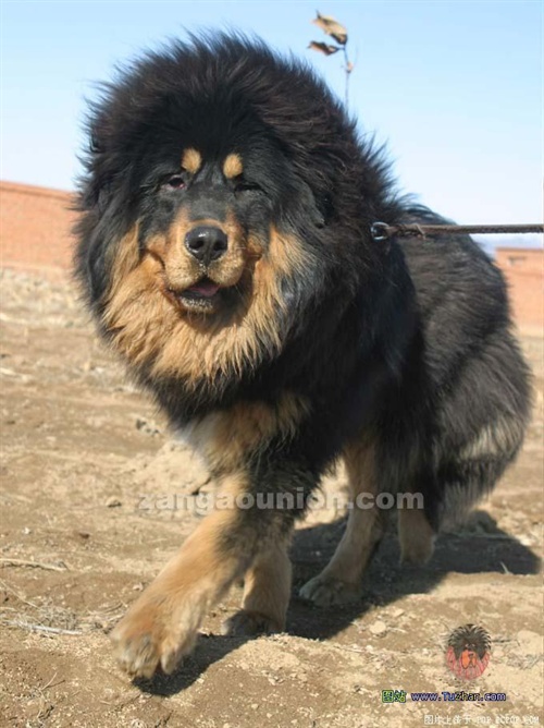 藏獒