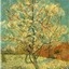 maguey 610338