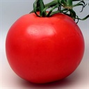 tomato 1082429
