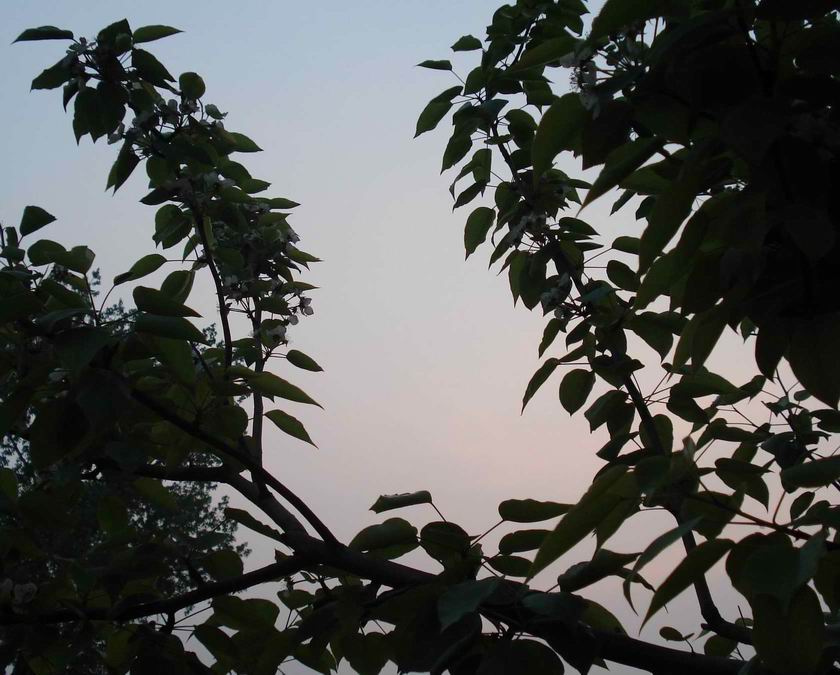 幽梦影 1056434