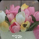 tulipfi 1022765