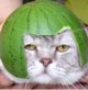 猫西瓜 912905