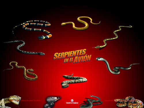 航班蛇患snakes on a plane(2006)桌面(西班牙) #02