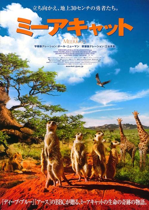 蒙哥the meerkats(2008)海报(日本) #01